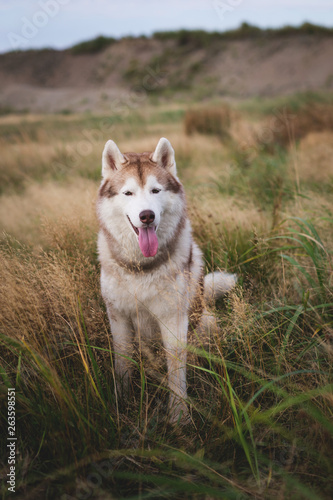 Beautiful siberian husky dog with brown eyes sitting in the grass at sunset