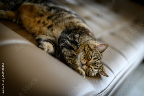 Love cats sleeping in sofa Cute cat