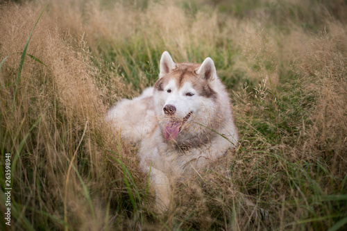 beautiful beige and white siberian husky dog with brown eyes lying in the grass meadow at sunset
