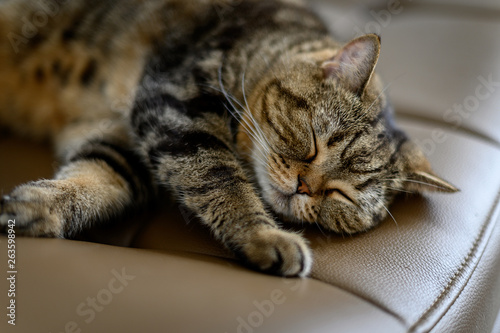 Love cats sleeping in sofa Cute cat