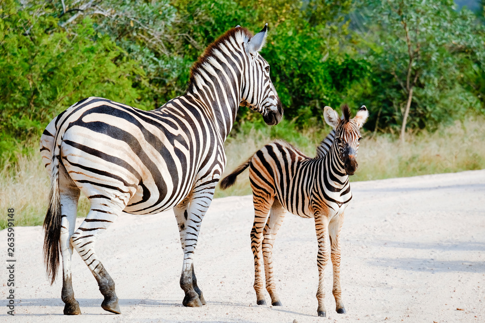 Adult zebra and colt in the wild Adult zebra and colt in the wild
