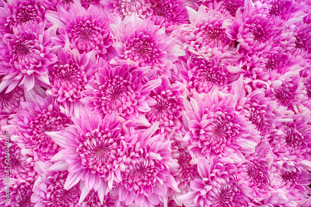 Close up of pink Chrysanthemum daisy flower, Beautiful huge bouquet of Chrysanthemum floral botanical flowers and Colorful background pattern blooming flowers, top view - Image Close up of pink Chrysanthemum daisy flower, Beautiful huge bouquet of Chrysanthemum floral botanical flowers and Colorful background pattern blooming flowers, top view - Image