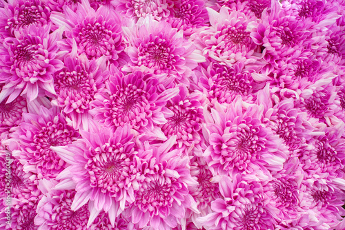Close up of  pink Chrysanthemum daisy flower  Beautiful huge bouquet of Chrysanthemum floral botanical flowers and  Colorful background pattern blooming flowers  top view - Image