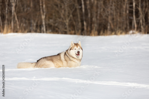 Beautiful and free siberian husky dog lying in the snow field in winter at sunset