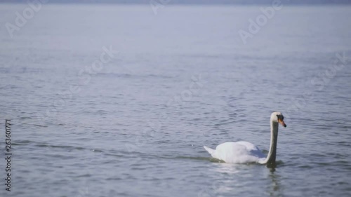 Closer afternoon view footage from a swimming forward swan near the shore of Zamárdi, Lake Balaton. photo