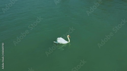 A bit farther afternoon drone view from a swimming swan near the shore of Zamárdi, Lake Balaton. ( DJi Drone footage I 29.97 fps ) photo