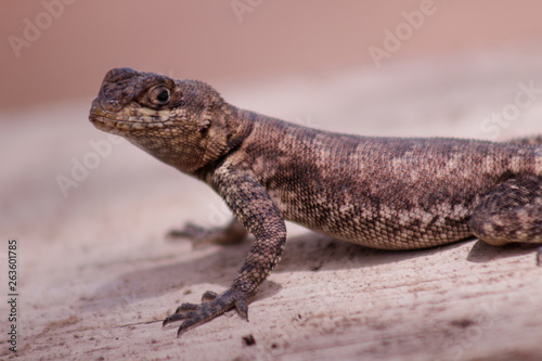 lizard on a rock, Lagartixa-doméstica-tropical, Hemidactylus mabouia, 
