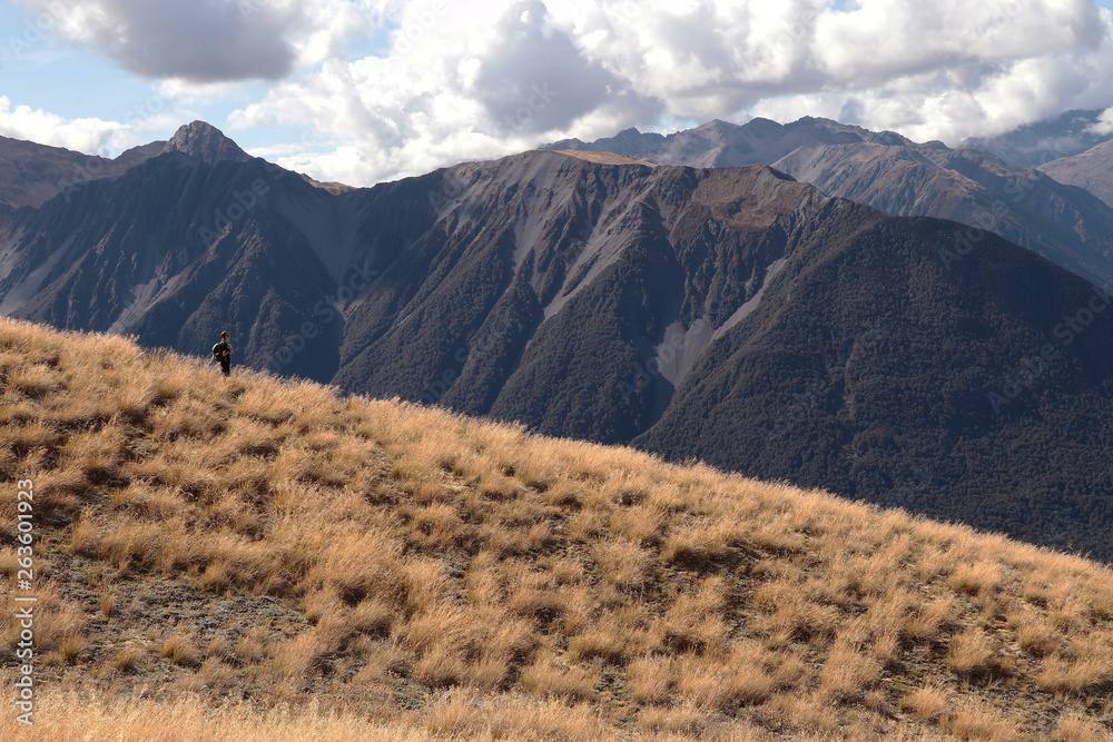 Bealey Spur, Arthur's Pass National Park, New Zealand, South Island Bealey Spur, Arthur's Pass National Park, New Zealand, South Island