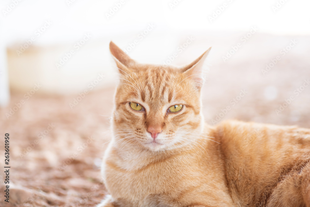 Close up of ginger cat with yellow eyes looking at camera, cute pets