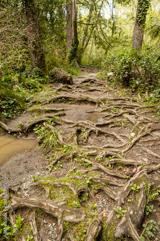 trail inside forest with massive root system merge on the ground surface trail inside forest with massive root system merge on the ground surface