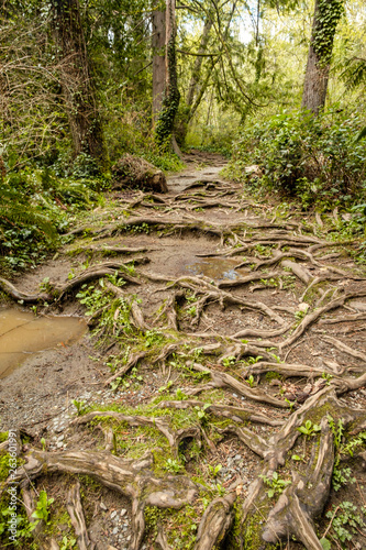 trail inside forest with massive root system merge on the ground surface