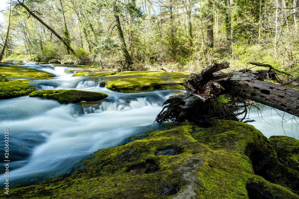 Obraz premium stream of water rushing down green moss covered rocks inside forest in the park passing a fallen tree trunk