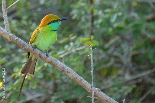 Green Bee-eater (Merops orientalis), Yala National Park, Sri Lanka 