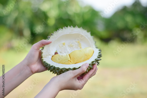Asian young woman holding fresh durian on a nature background, Tropical seasonal fruit, King of fruit from Thailand.