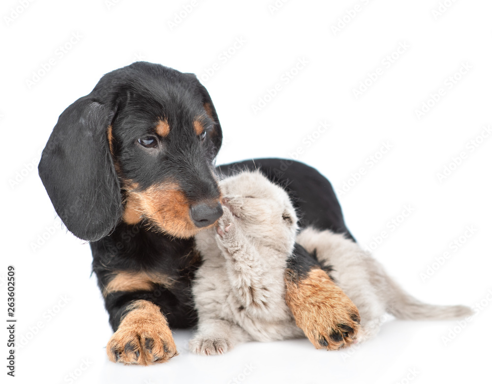 Cute dachshund puppy embracing tiny playful kitten. Isolated on white background