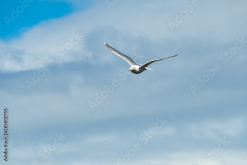 one seagull fly overhead under thick cloud covered blue sky