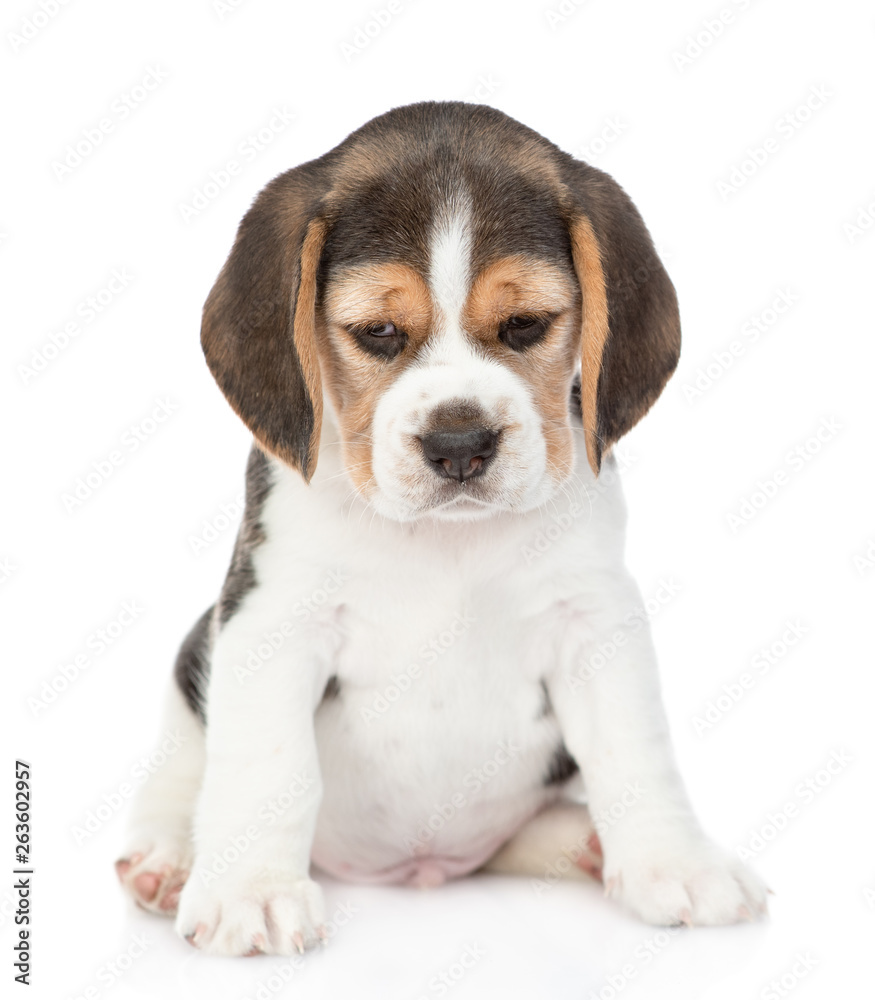 Unhappy beagle puppy looking down. isolated on white background