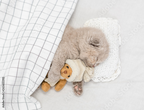 Cute baby kitten sleeping on pillow under blanket with toy bear. Top view