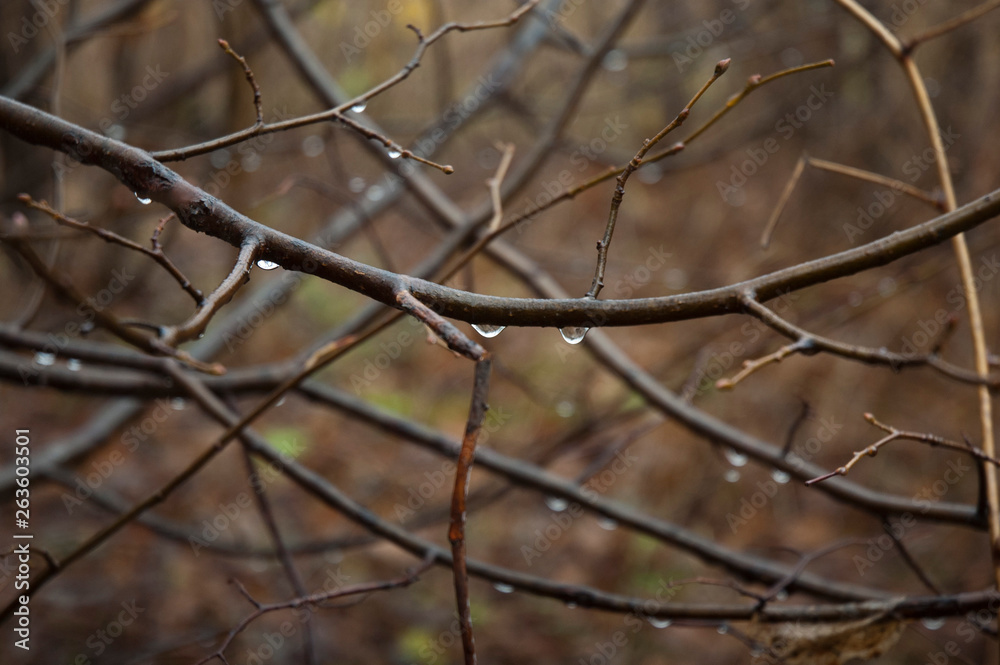 raindrops on the branches raindrops on the branches