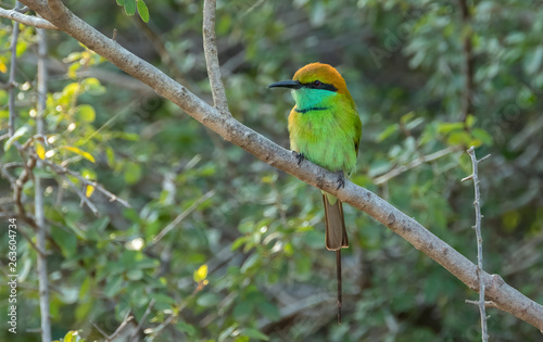 Green Bee-eater (Merops orientalis), Yala National Park, Sri Lanka  © Guy Bryant