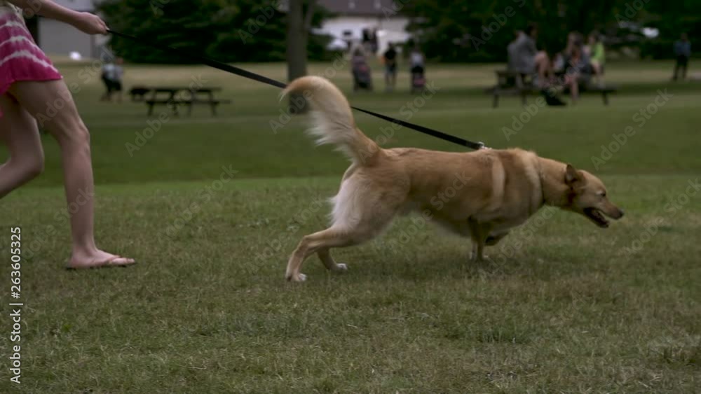 Dog pulling owner on leash at park. Dog pulling owner on leash at park.