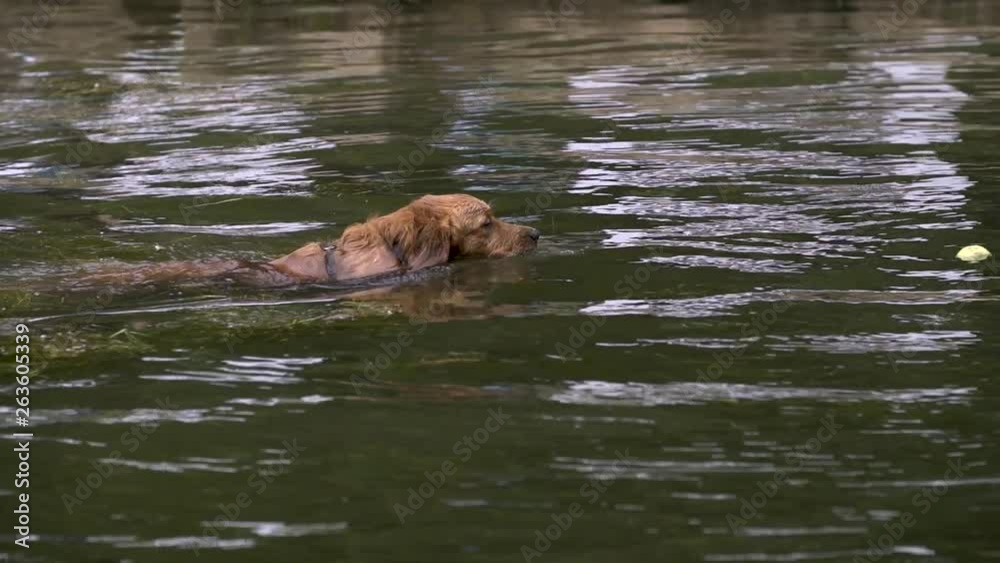 Brown dog swims towards tennis ball in lake. Brown dog swims towards tennis ball in lake.