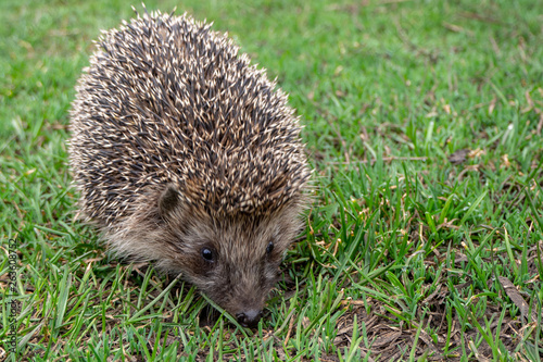 European or common hedgehog on a green meadow. Spring day. Close-up.