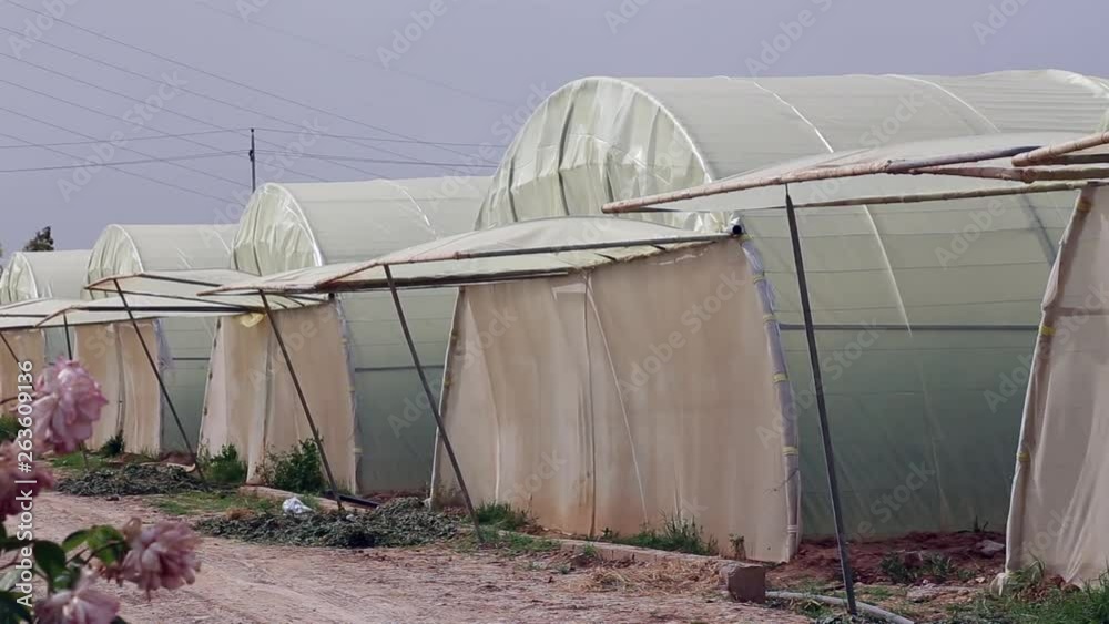 Agricultural in greenhouses and drip irrigation Agricultural in greenhouses and drip irrigation