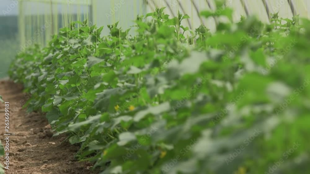 Growing vegetables in green houses and drip irrigation Growing vegetables in green houses and drip irrigation