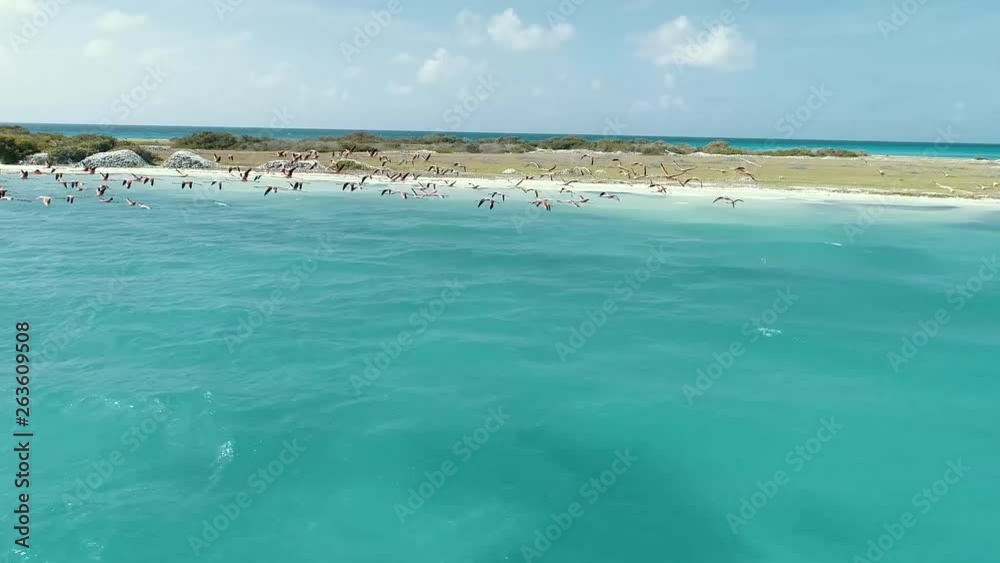 flying with flamingos aerial view--turquoise-waters-in-salinas-cay-in-the-Caribbean-sea-Los-roques-National-Park-Venezuela flying with flamingos aerial view--turquoise-waters-in-salinas-cay-in-the-Caribbean-sea-Los-roques-National-Park-Venezuela