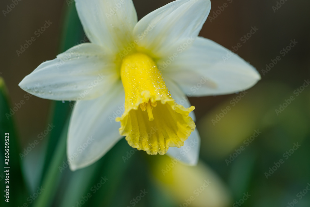 Fototapeta premium Large-cupped Daffodil with dew