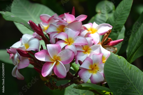 Beautiful plumeria of hawaii