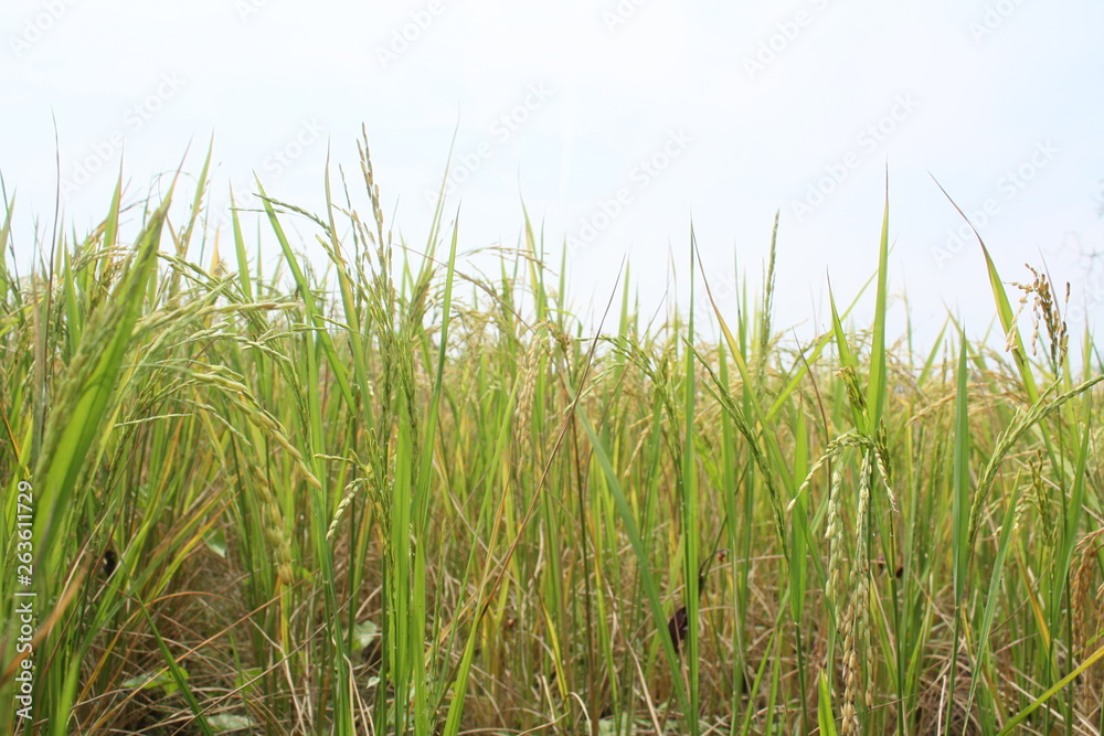 Rice plants against the background of cloudy bright blue skies in summer Rice plants against the background of cloudy bright blue skies in summer