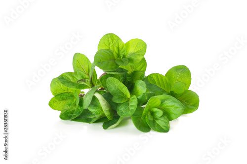 fresh green leaves of mint on a white background