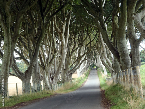 The Dark Hedges Kings Road Co. Antrim Northern Ireland photo