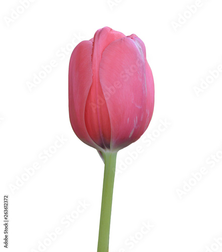 Tulips flower on white background.