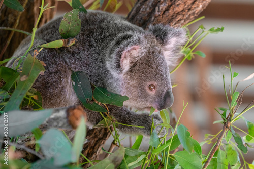 Baby Koala eating gum leaves in a tree © NATHAN WHITE IMAGES