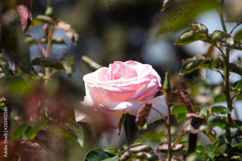 Rose in a summer garden