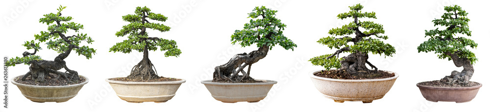 Bonsai trees isolated on white background. Its shrub is grown in a pot or ornamental tree in the garden. Bonsai trees isolated on white background. Its shrub is grown in a pot or ornamental tree in the garden.