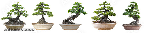 Bonsai trees isolated on white background. Its shrub is grown in a pot or ornamental tree in the garden.