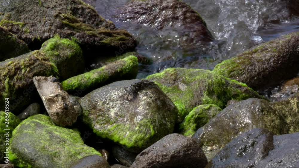 Closeup shot of a crab crawling on moss covered rocks as the tide rolls in Closeup shot of a crab crawling on moss covered rocks as the tide rolls in