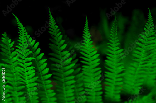 Background of beautiful green fern leaves. Close up