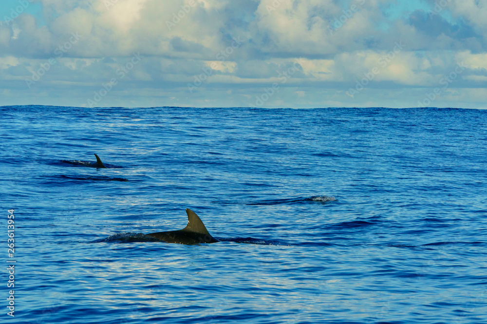 Fototapeta premium ハンドウイルカ 小笠原