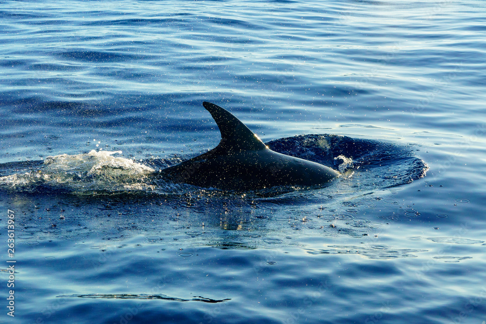 Fototapeta premium ハンドウイルカ 小笠原