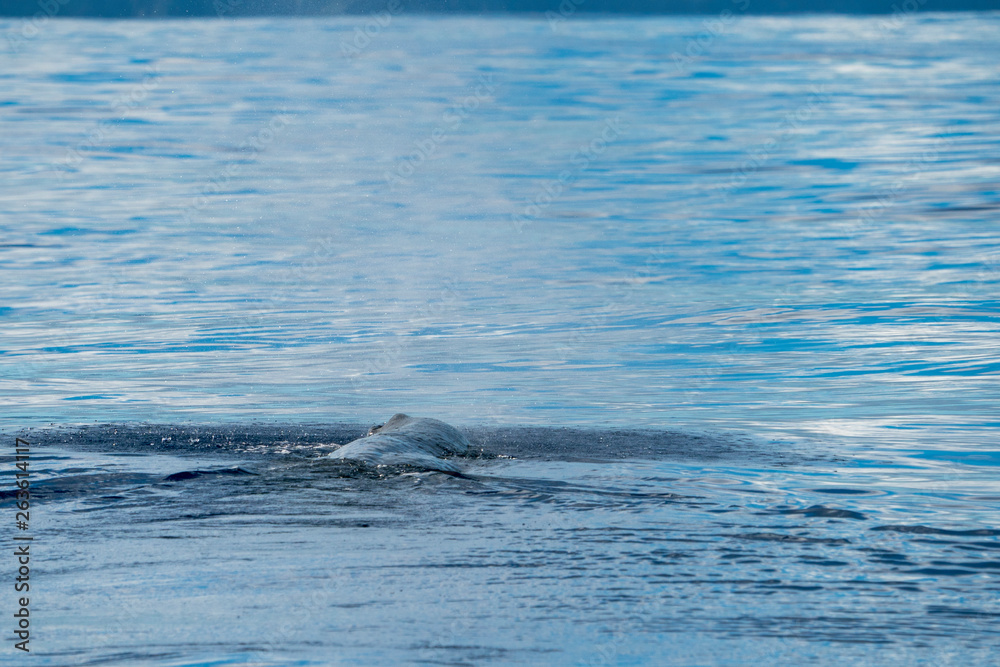 Fototapeta premium 小笠原の海を泳ぐマッコウクジラ