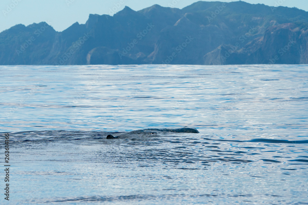 Naklejka premium 小笠原の海を泳ぐマッコウクジラ