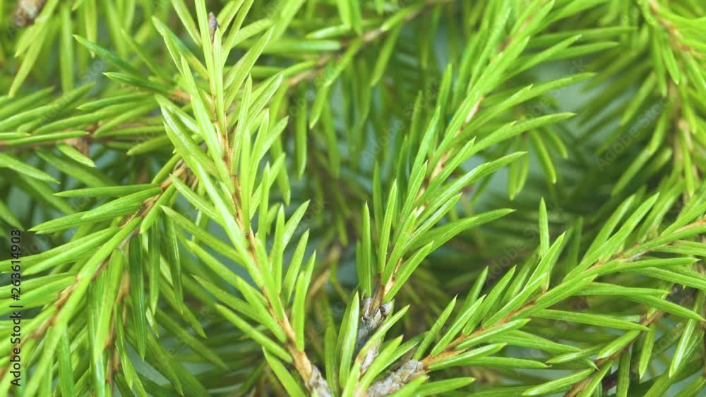 Many beautiful coniferous branches, extreme zoom to macro shot Many beautiful coniferous branches, extreme zoom to macro shot
