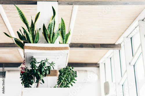 plants Sansevieria trifasciata Prain in flower pots on the white wall in cafe. photo