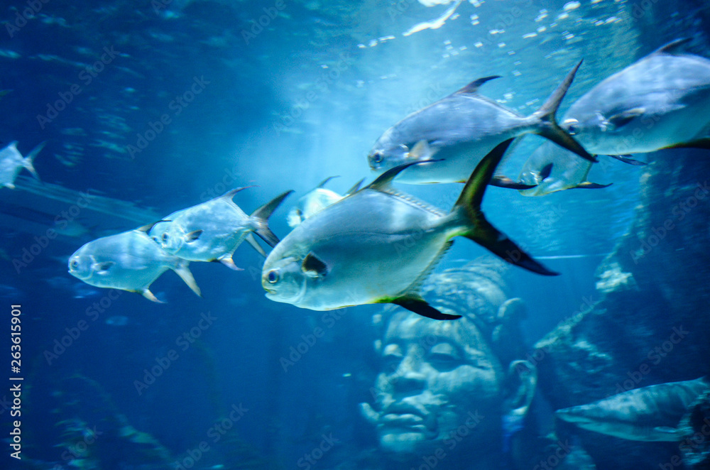 Obraz premium Under the sea in Thailand