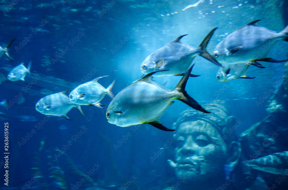 Under the sea in Thailand Under the sea in Thailand